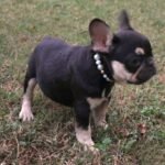 chocolate and tan male