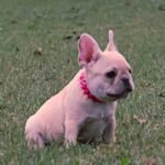fawn stout female